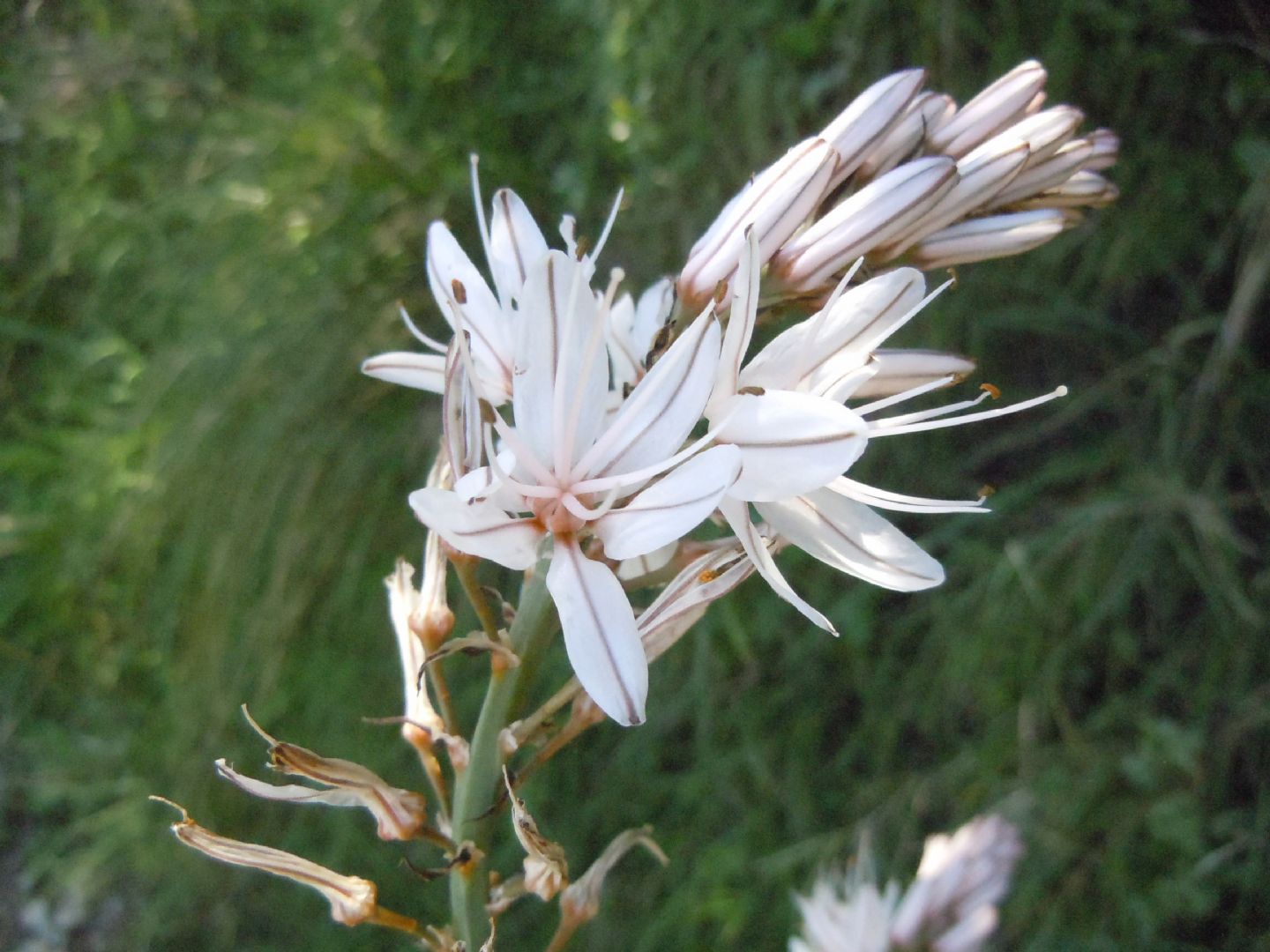 Costiera sorrentina - Asphodelus fistulosus